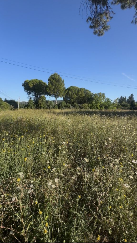 Création et entretien d’espaces verts par Saint Martin Paysages, jardinier paysagiste dans le Var
