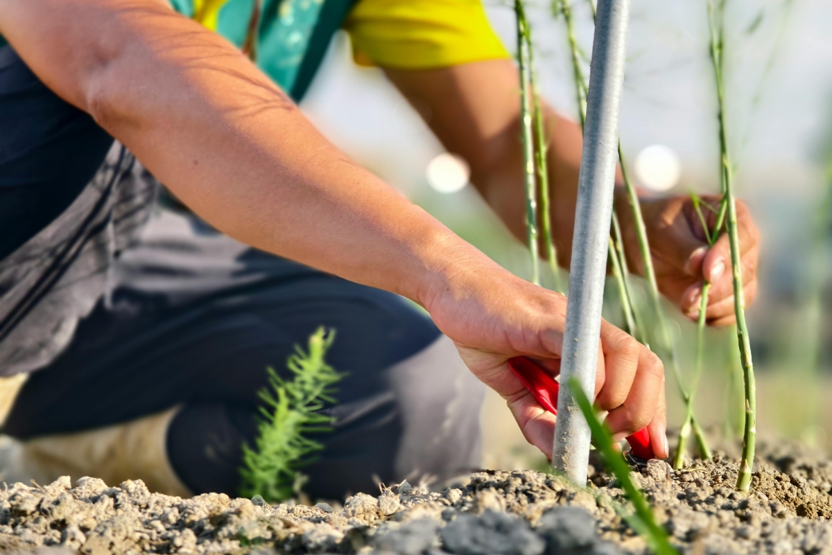 Création et entretien de jardins réalisés par Saint Martin Paysages aux Arcs-sur-Argens et dans le Var