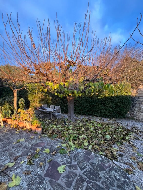 Création et entretien de jardin à Draguignan par Saint Martin Paysages